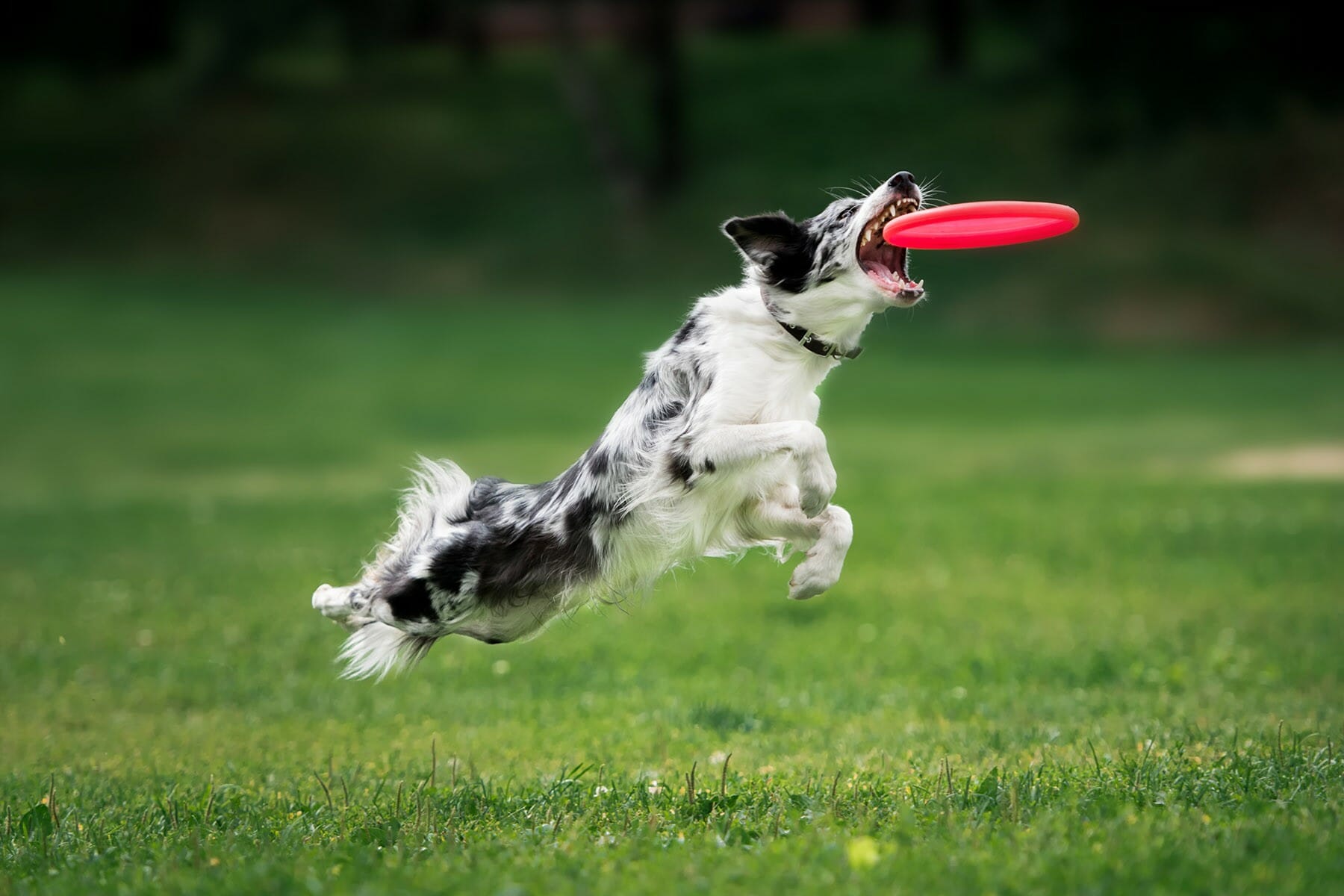 hondenfrisbee5