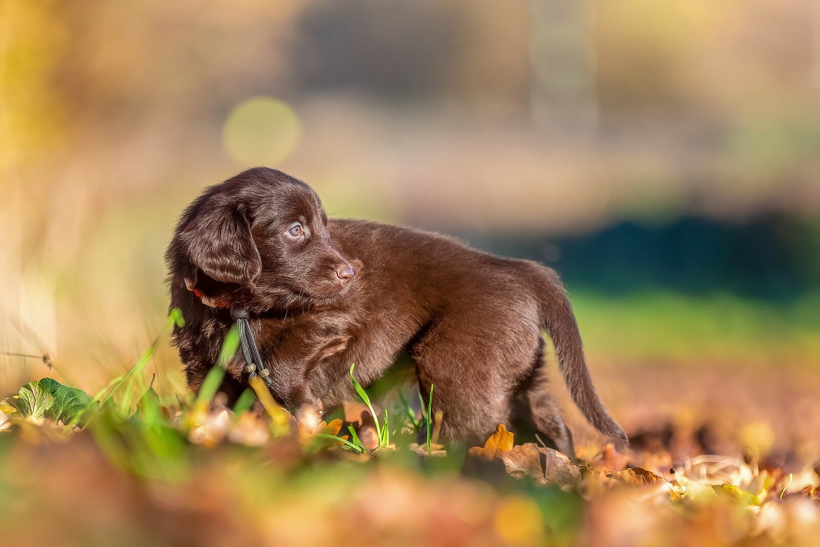 Hondenfokker Flatcoated Retrievers,<br>Carla de champs de feu