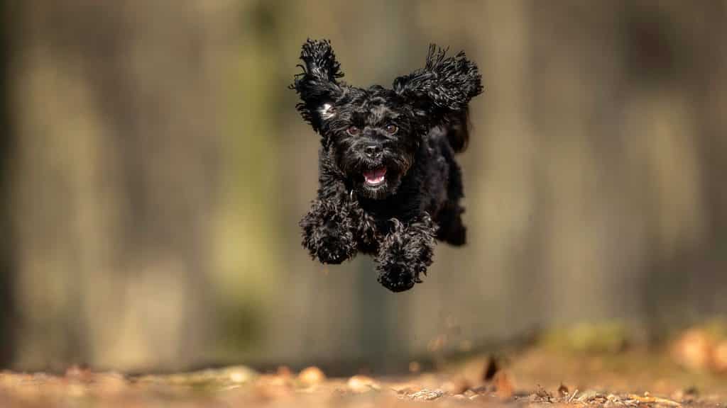 Portret van een hond in een bos. Creatieve hondenfotografie vanuit Limburg door Huub Keulers en Lorette Janssen, Elsloo.