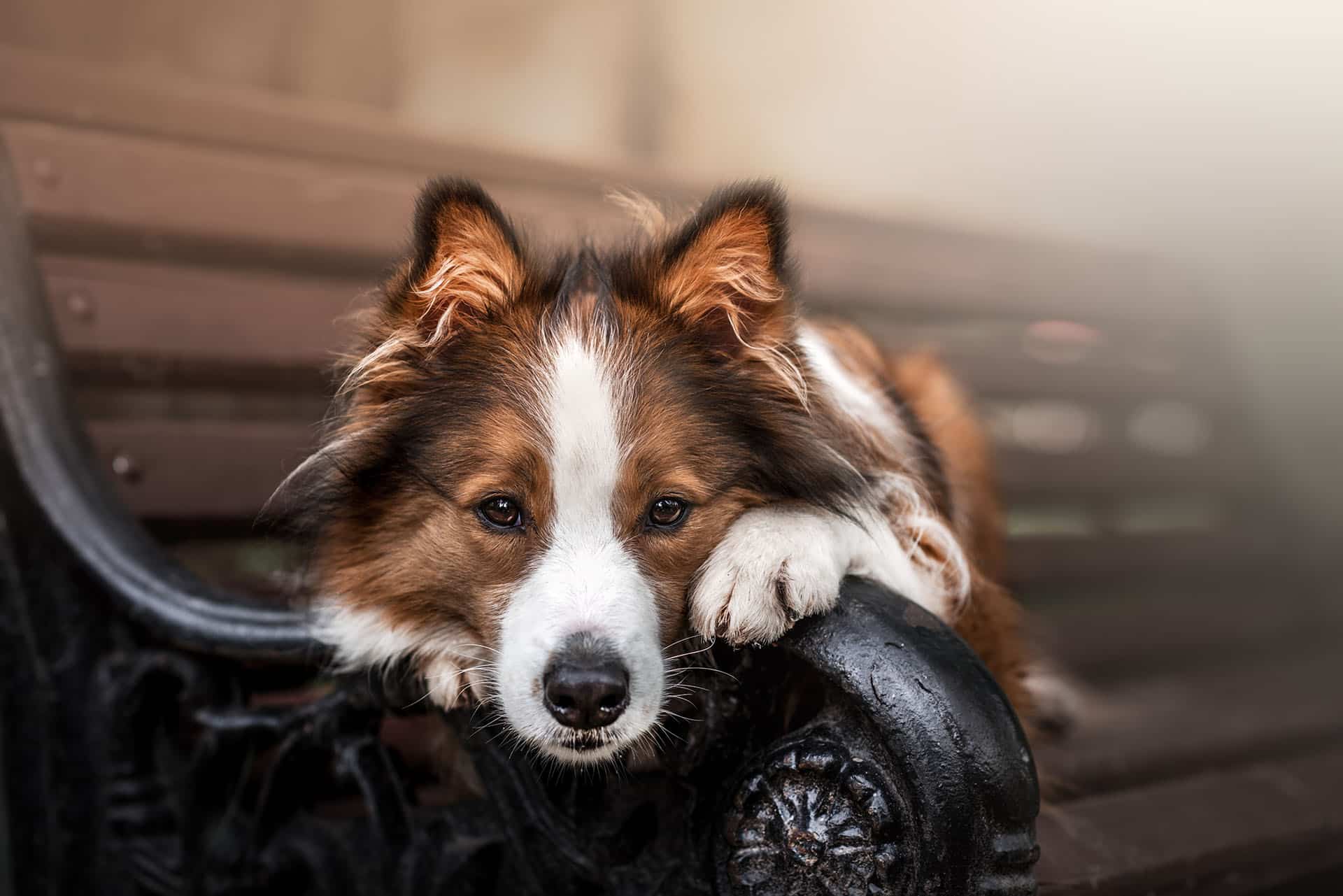 Portret van een hond liggend op een tuinbank. Creatieve hondenfotografie vanuit Limburg door Huub Keulers en Lorette Janssen, Elsloo.