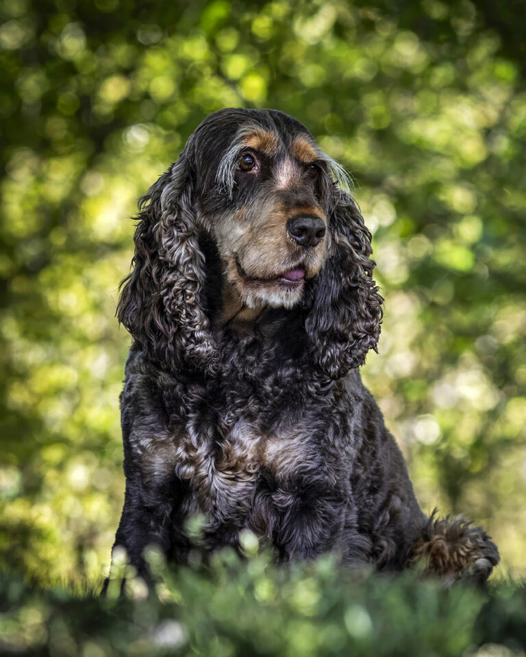 Honden op de Brunssumerheide